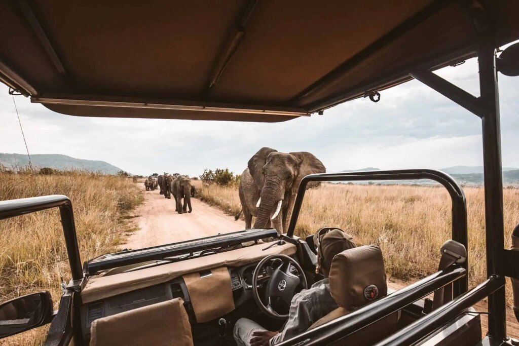 How Much Does a Uganda Safari Cost?