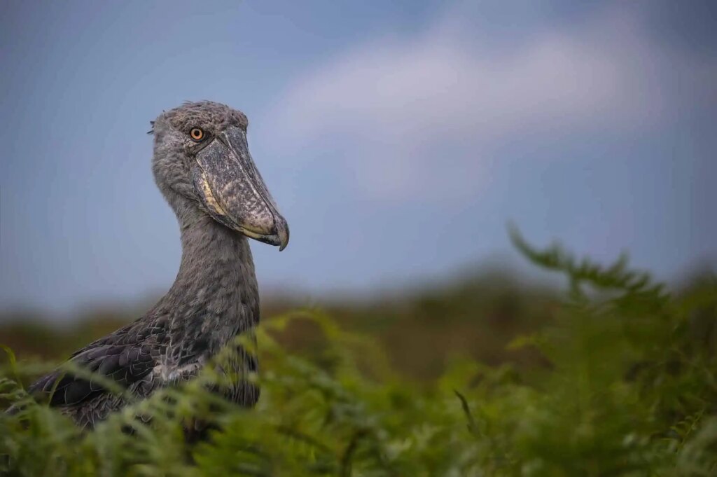 Best Places for Bird Watching in Uganda